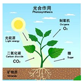 提高叶绿素含量，促进光合作用